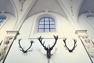 Detail of the antler collection of Count Arco-Zinneberg in the German Hunting and Fishing Museum
