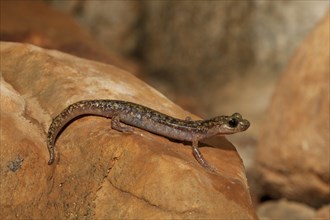 Imperial cave salamander (Speleomantes imperialis)