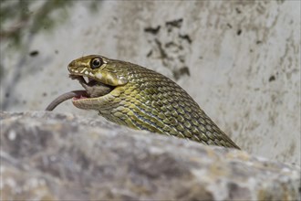 Montpellier Snake (Malpolon monspessulanus