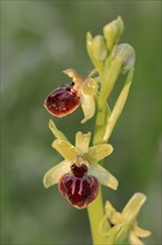 Early Spider Orchid (Ophrys passionis