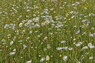 Flower meadow with Oxeye Daisies or Ox-eye Daisies (Leucanthemum vulgare) and Tall Buttercups (Ranunculus acris)