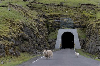 Sheep in front of the single-track tunnel between Husar and Mikladalur
