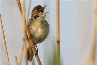 Eurasian Reed Warbler (Acrocephalus scirpaceus) perched on a songpost