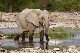 African Elephant (Loxodonta africana) at a waterhole