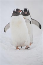 Gentoo penguins (Pygoscelis papua)