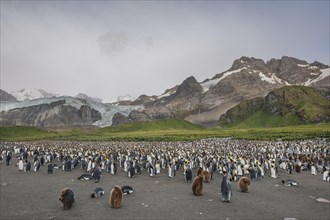 A colony of King Penguins (Aptenodytes patagonicus)