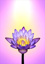 Lotus flower with energy colours