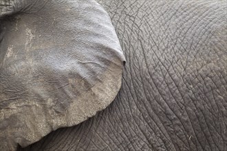 African Elephant (Loxodonta africana)
