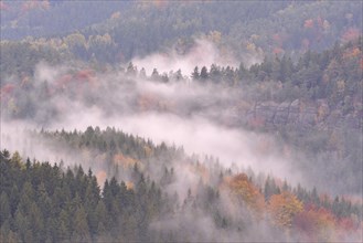 The Kirnitzschtal in fog in autumn