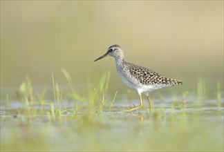 Wood Sandpiper (Tringa glareola) foraging in an old gravel pit