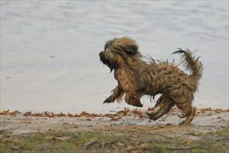 Lhasa Apso running at a lake