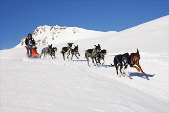 Alpine Trail Sled Dog Race 2012