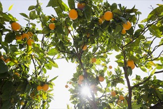 Orange trees