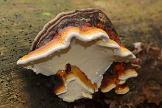 Red Banded Polypore (Fomitopsis pinicola)