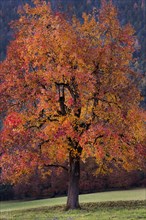 Apple tree in autumn