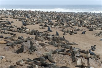 Cape Seal (Arctocephalus pusillus) colony on the beach of Cape Cross