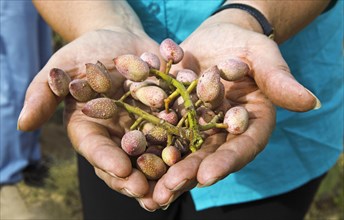 Woman's hands holding freshly harvested pistachios