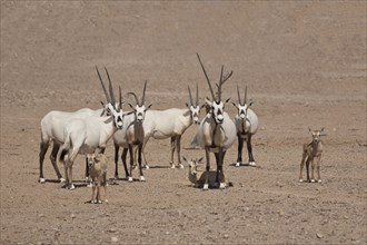 Herd of Arabian Oryx (Oryx leucoryx) with calves