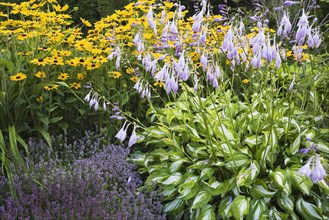 Purple Thyme (Thymus) on the left with mauve flowering 'Sharmon' Hostas (Hosta) on the right and yellow Coneflowers (Rudbeckia) at the back in a garden