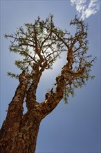 Frankincense or Olibanum-tree (Boswellia sacra)