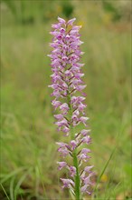 Hybrid of military orchid (Orchis militaris) and monkey orchid (Orchis simia)