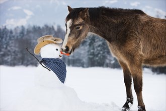 Welsh Mountain Pony eating carrot nose of a snowman in western styling