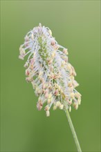 Timothy Grass or Herd's Grass (Phleum pratense)