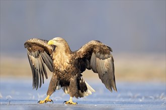 White-tailed Eagle (Haliaeetus albicilla)