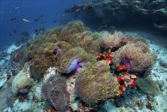 Coral reef covered with Magnificent Sea Anemones