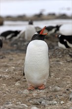 Gentoo Penguins (Pygoscelis papua)