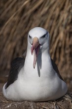 Black-browed Albatross or Black-browed Mollymawk (Thalassarche melanophris)