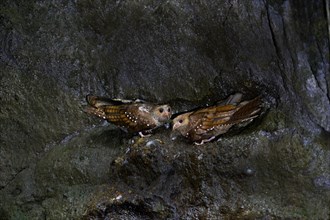 Oilbird (Steatornis caripensis) pair in a cave