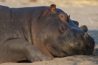 Resting Hippopotamus (Hippopotamus amphibius)