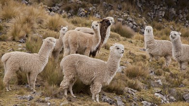 A herd of Alpacas (Vicugna pacos)