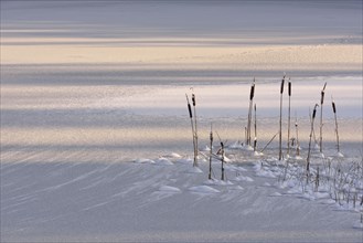 Bulrush (Typha) on a frozen lake