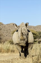 White Rhinoceros (Ceratotherium simum)