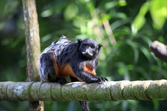 Red-chested Moustached Tamarin (Saguinus labiatus)