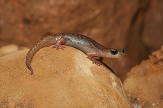 Brown cave salamander (Atylodes genei)