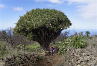 Canary Island Dragon Tree (Dracaena draco)