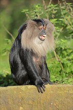 Lion-tailed Macaque or Wanderoo (Macaca silenus)
