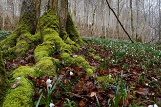 Spring Snowflakes (Leucojum vernum) in the forest