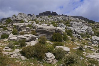 Limestone rocks