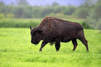 Wood bison (Bison bison athabascae) adult