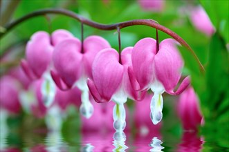 Bleeding Heart (Lamprocapnos spectabilis) touches a water surface