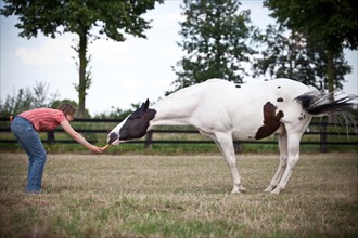 Paint Horse