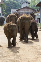 Asian elephants (Elephas maximus) from the Pinnawala Elephant Orphanage on the way to the Maha Oya river