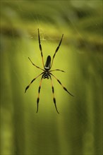 Red-legged Golden Orb-web Spider (Nephila inaurata)