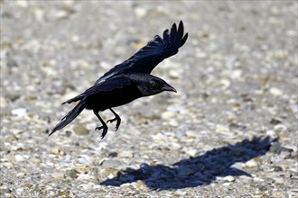 Fish Crow (Corvus ossifragus)