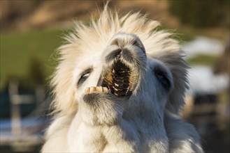 Llama (Lama glama) with its mouth open sideways