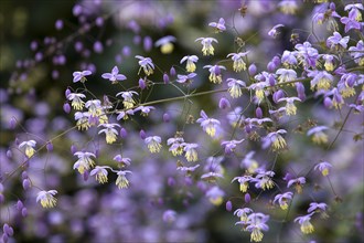 Lavender Mist (Thalictrum rochebruneanum)